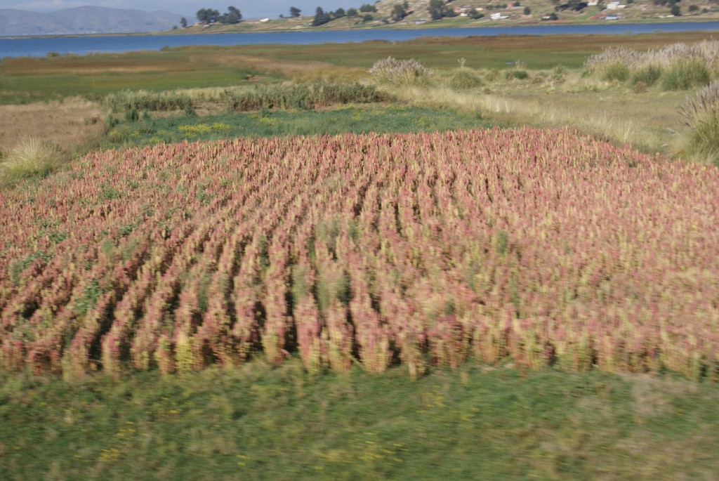 plantaciones de quinoa