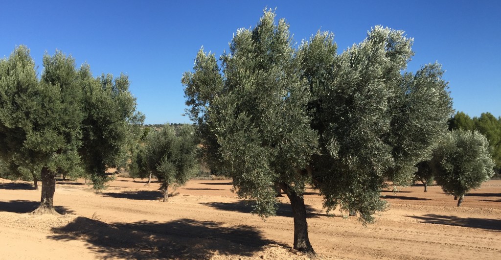 olivos en Teruel