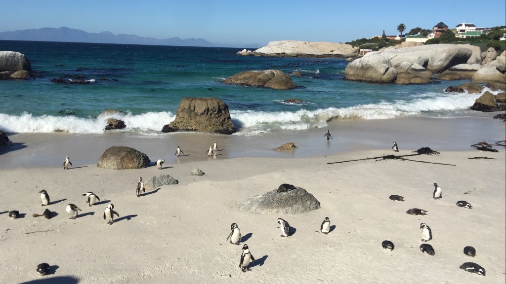 pingüinos en Sudáfrica