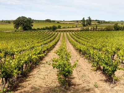 5976Vacaciones en Château St Pierre de Serjac y sus viñedos. Languedoc, Francia.